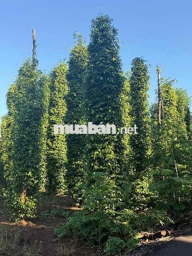 Bán 1000m2 Đất Bàu Lâm Giá Chỉ 500tr Siêu Rẻ