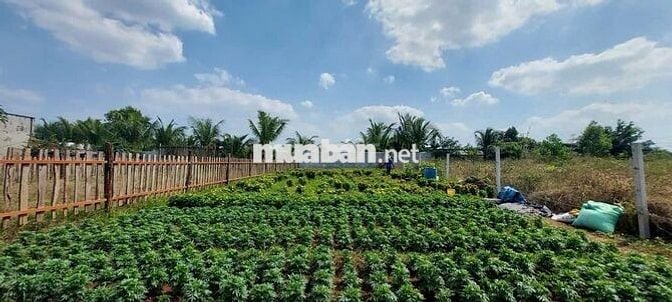 CC BÁN ĐẤT BRVT gần CAO TỐC - BIỂN 6KM -  RẤT ĐẸP - 344m² - 100 tc SHR