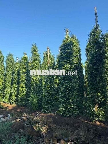 Bán 1000m2 Đất Bàu Lâm Giá Chỉ 500tr Siêu Rẻ