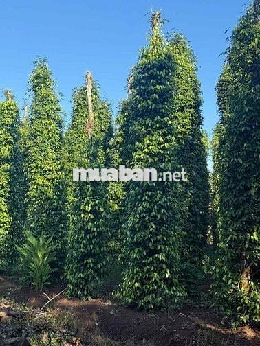 Bán 1000m2 Đất Bàu Lâm Giá Chỉ 500tr Siêu Rẻ