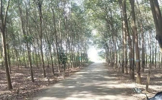 Công ty Đấu giá hợp danh Lam Sơn Sài Gòn THÔNG BÁO ĐẤU GIÁ TÀI SẢN