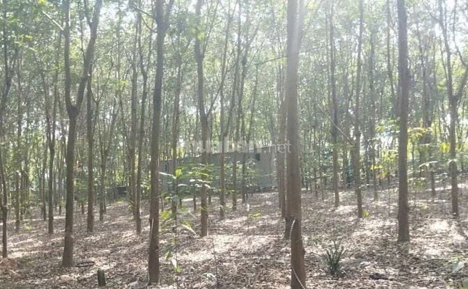 Công ty Đấu giá hợp danh Lam Sơn Sài Gòn THÔNG BÁO ĐẤU GIÁ TÀI SẢN