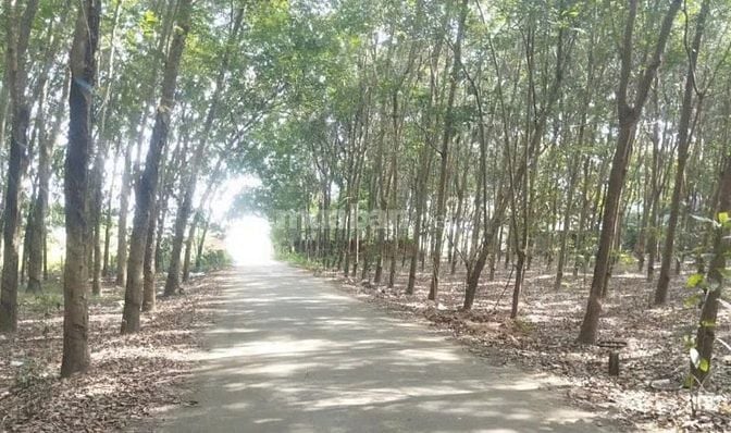 Công ty Đấu giá hợp danh Lam Sơn Sài Gòn THÔNG BÁO ĐẤU GIÁ TÀI SẢN