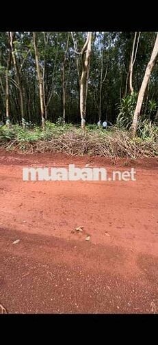 Cần bán 5,6 hecta, 100m mặt tiền. thích hợp làm nhà máy, kho xưởng