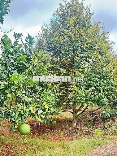 Bán gấp lô đất vườn 7000m2 vườn sầu riêng có nhà cấp 4 , sổ hồng riêng