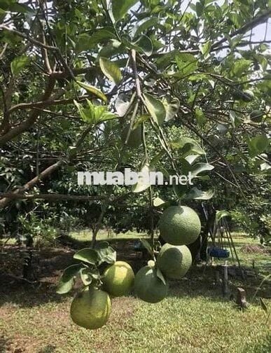 Bán gấp lô đất vườn 7000m2 vườn sầu riêng có nhà cấp 4 , sổ hồng riêng