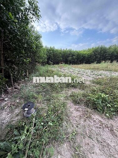 Chính chủ cần bán lô đất 7.000m , cách quốc lộ 1A 1,5km ,