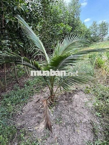 Chính chủ cần bán lô đất 7.000m , cách quốc lộ 1A 1,5km ,