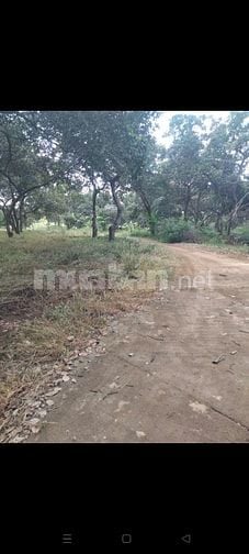 bình phước, dt 37.000. 400m thổ cư, mặt tiền bê tông 317m, 0942954902