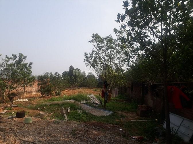 CHÍNH CHỦ CHO THUÊ ĐẤT TRỐNG 600M2 LÀM KHO BÃI XƯỞNG HAY CHĂN NUÔI CHÚ