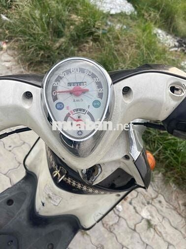 Mio cho ae cày bừa