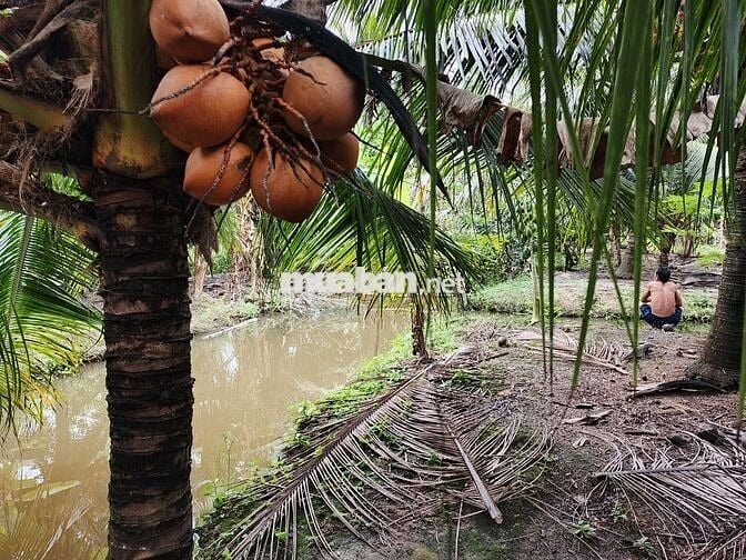 Cần bán gấp nửa công đất sát quốc lộ 57B, có hoa hồng cho môi giới.