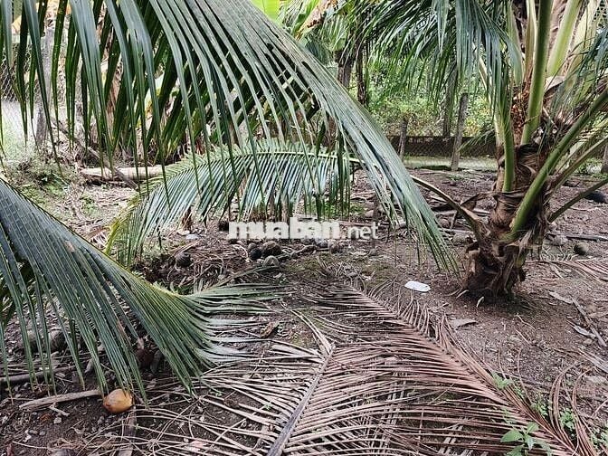 Cần bán gấp nửa công đất sát quốc lộ 57B, có hoa hồng cho môi giới.