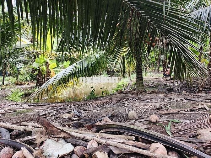 Cần bán gấp nửa công đất sát quốc lộ 57B, có hoa hồng cho môi giới.