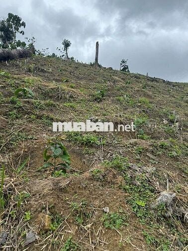 Bán đất rẫy khu vực thôn 12 trường xuân