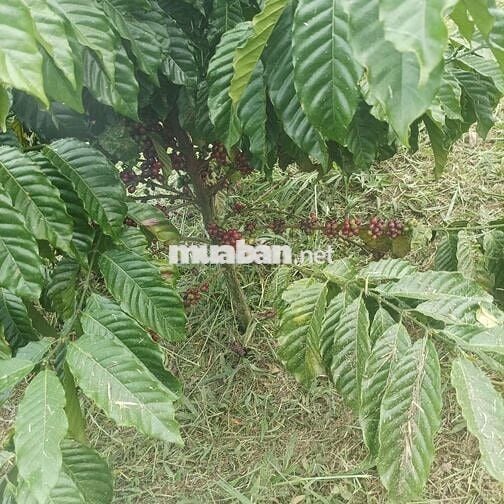 Bán đất rẫy khu vực thôn 12 trường xuân