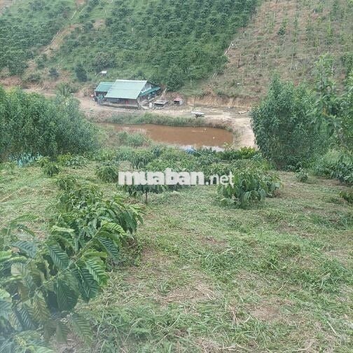 Bán đất rẫy khu vực thôn 12 trường xuân