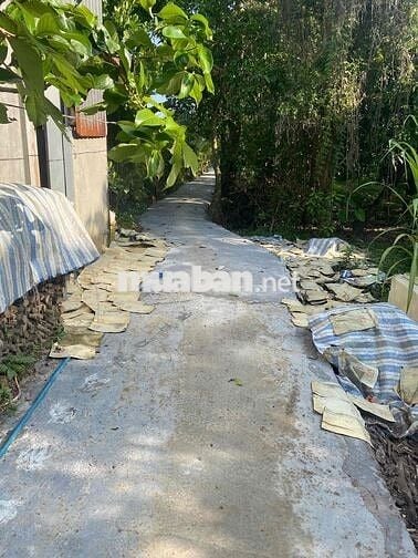 Bán Gấp Vườn Xoài Đường Đan xe Ba Gác