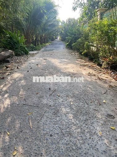 Bán Gấp Vườn Xoài Đường Đan xe Ba Gác