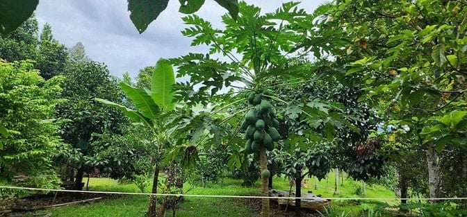 CẦN BÁN NHÀ VƯỜN 4600M GẦN KDL BÀ NÀ ĐẦU TƯ SINH LỜI TỐT