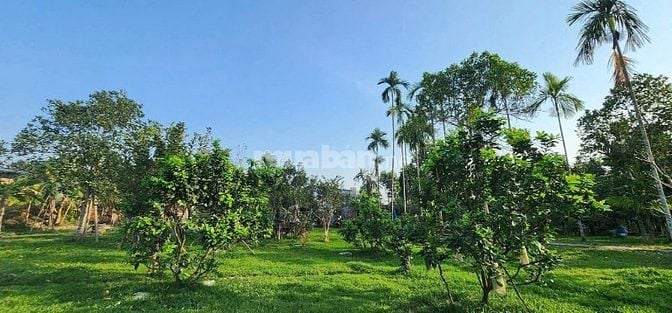 CẦN BÁN NHÀ VƯỜN 4600M GẦN KDL BÀ NÀ ĐẦU TƯ SINH LỜI TỐT