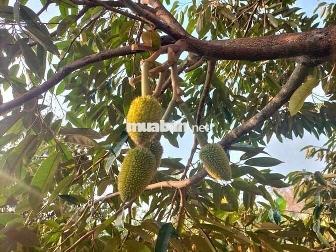 BÁN 3000M2 ĐẤT TRUNG TÂM XÃ LONG TÂN GIÁ 9TỶ, CƠ HỘI ĐẦU TƯ