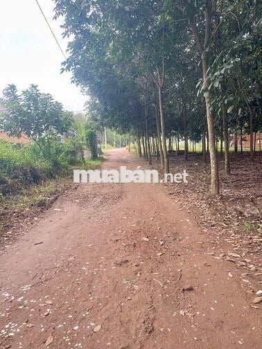 đất dt rộng giá ngộp thích hợp làm nhà vườn , làm khu nghĩ dưỡng