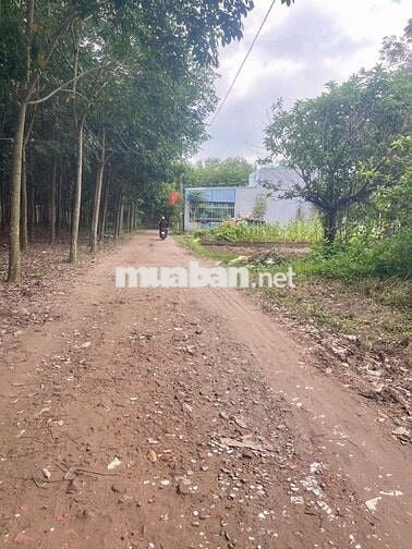 đất dt rộng giá ngộp thích hợp làm nhà vườn , làm khu nghĩ dưỡng