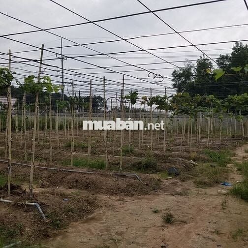 Cần sang lại 6000m2 vườn hợp đồng 5 năm