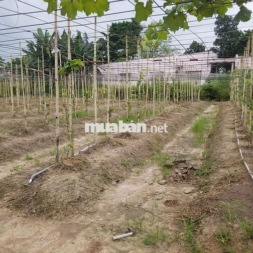 Cần sang lại 6000m2 vườn hợp đồng 5 năm