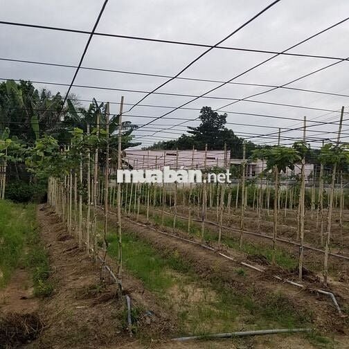 Cần sang lại 6000m2 vườn hợp đồng 5 năm