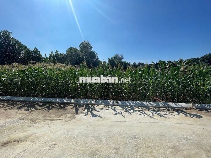 Chính chủ bá gấp 76.5m2 Sen Trì, Bình Yên. Cách TL420 chỉ 300m.