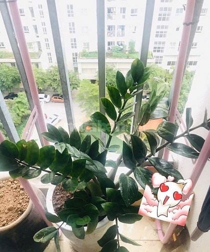 Chính chủ bán căn hộ Ecohome 36,5m2