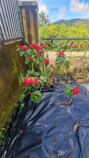 Nhà tôi cần cho thuê 300m2 giá 13 triệu đường Võ Trường Toản Đà Lạt