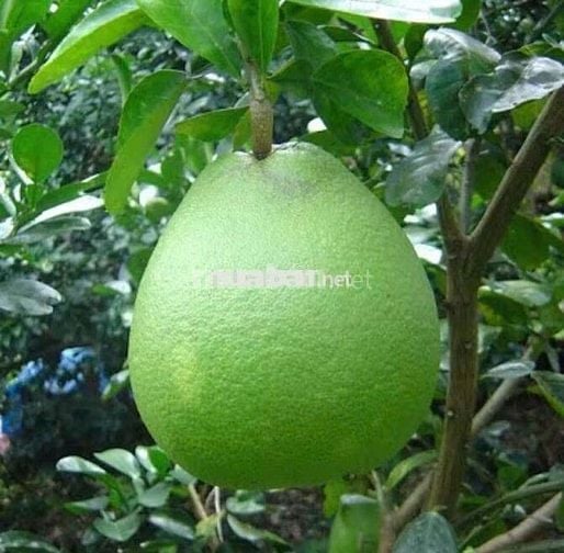 Kẹt tiền bán gấp vườn bưởi ngang 16m gần đường DT753