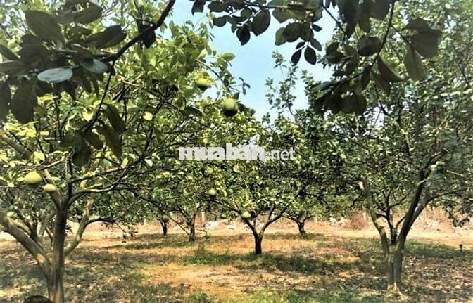 Kẹt tiền bán gấp vườn bưởi ngang 16m gần đường DT753