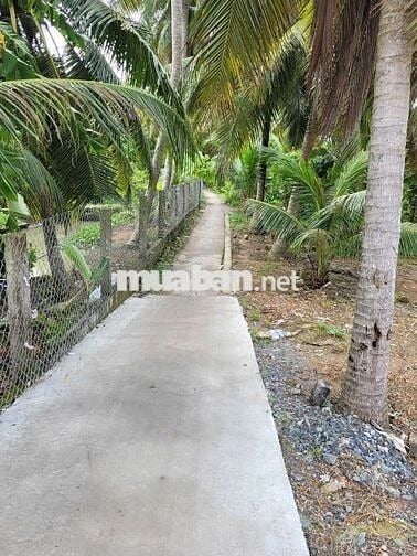 LÔ ĐẤT BỰ THỔ CƯ Giá Mềm Gần PHƯỜNG 3 TP VĨNH LONG