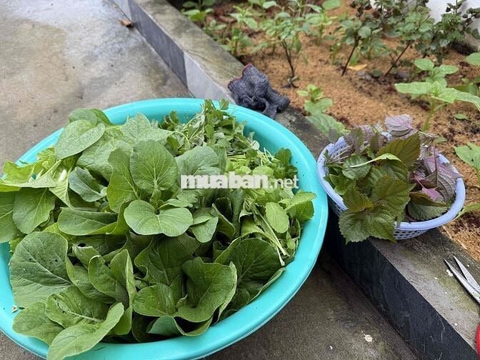 🏠 BÁN NHANH 3 CĂN NHÀ SỔ SẴN – ĐANG CHO THUÊ – THU NHẬP ỔN ĐỊNH  💥 Giá