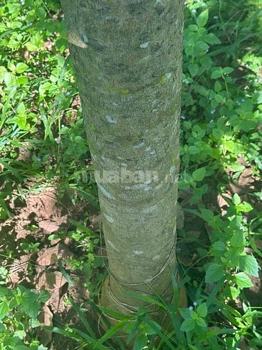 🔥 CHỦ KẸT TIỀN – BÁN GẤP 2,2HA ĐẤT CAO SU THU NHẬP TRÊN 30tr/THÁNG