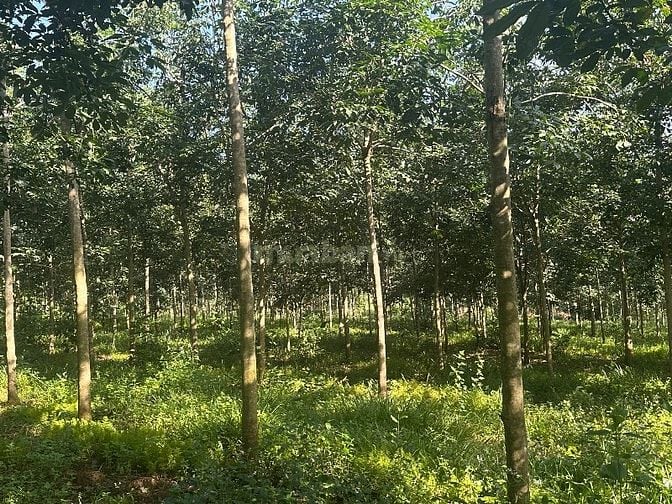 🔥 CHỦ KẸT TIỀN – BÁN GẤP 2,2HA ĐẤT CAO SU THU NHẬP TRÊN 30tr/THÁNG