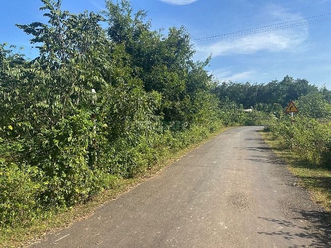 🔥 CHỦ KẸT TIỀN – BÁN GẤP 2,2HA ĐẤT CAO SU THU NHẬP TRÊN 30tr/THÁNG