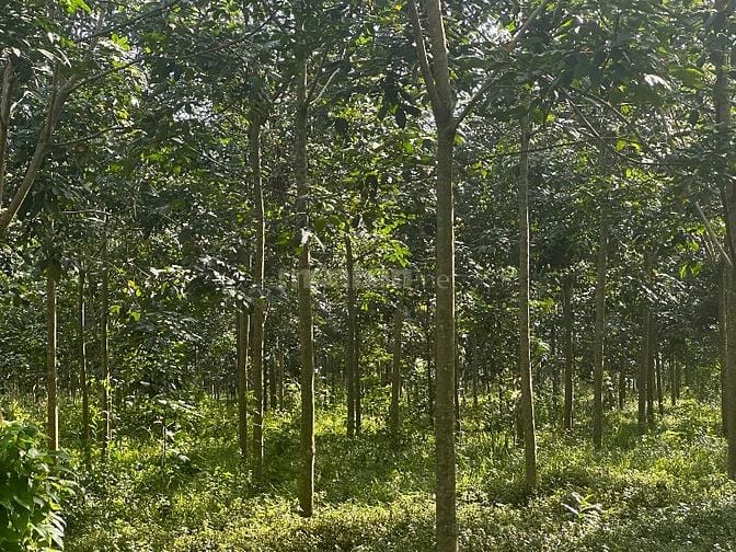 🔥 CHỦ KẸT TIỀN – BÁN GẤP 2,2HA ĐẤT CAO SU THU NHẬP TRÊN 30tr/THÁNG