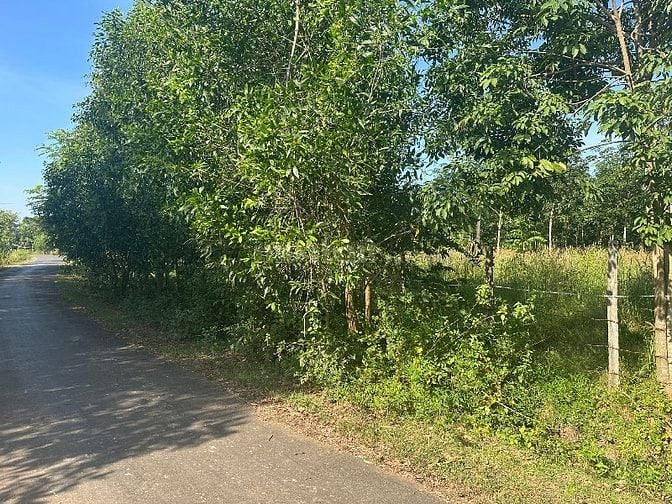 🔥 CHỦ KẸT TIỀN – BÁN GẤP 2,2HA ĐẤT CAO SU THU NHẬP TRÊN 30tr/THÁNG