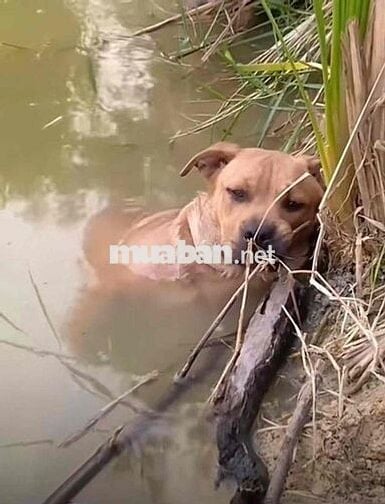 Yamaha PG-1 2024 Nâu 11500 km