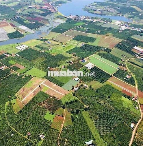 Đất View hồ sổ sẵn gần Đà Lạt - Phúc Thọ Lâm Hà