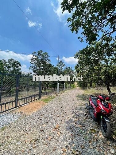 HẠ GIÁ - CẦN BÁN 7 SÀO 1 ĐẤT VƯỜN - CÓ NHÀ