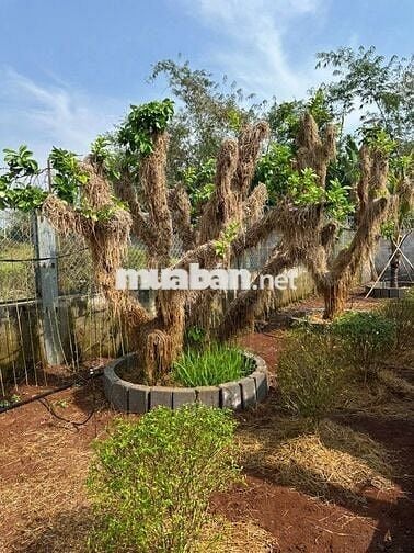 Cần bán 1010m2 đất - đã xây hàng rào kiên cố