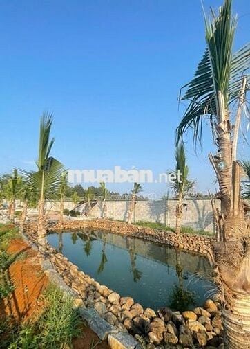 Cần bán 1010m2 đất - đã xây hàng rào kiên cố