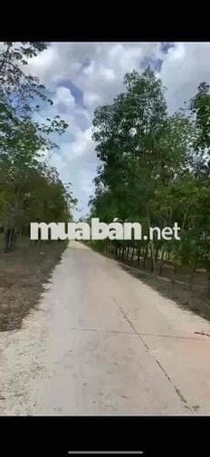 Hạ giá 1tỷ , Giá mới 5tỷ Chính chủ cần bán đất xã suối kiết, huyện tán