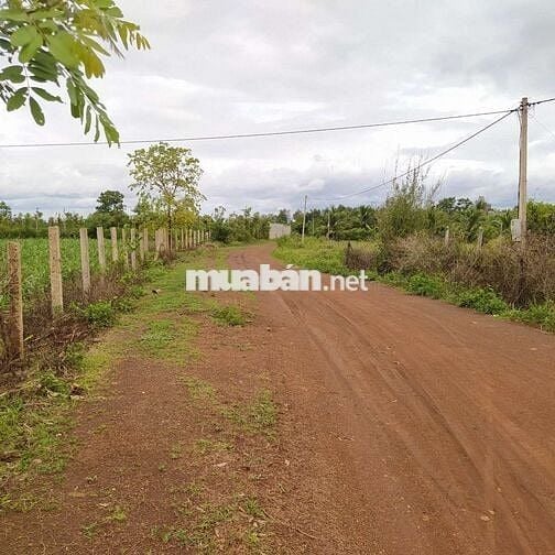 Cách đường tránh đông khoảng 200m